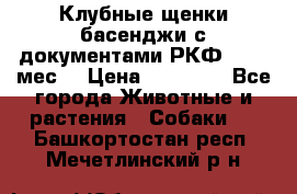 Клубные щенки басенджи с документами РКФ - 2,5 мес. › Цена ­ 20 000 - Все города Животные и растения » Собаки   . Башкортостан респ.,Мечетлинский р-н